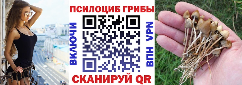 Галлюциногенные грибы Psilocybe  Нижнеудинск 